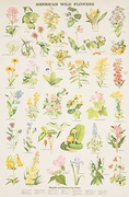American Wild Flowers Original Education Poster