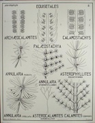 French School Botanical Chart Equisetales