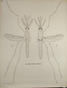 French School Biological Chart Mosquito male female