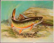 Original Vintage Flyfishing Print Poster Hooked 
