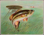 Original Vintage Flyfishing Print Poster Lily Pad