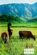 Oxen Original Hong Kong Travel Poster
