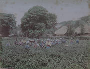 Meiji Era Hand Colored Japanese Albumen Photograph C 11 Picking Tea