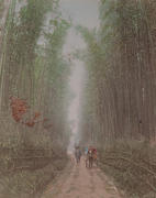 Meiji Era Hand Colored Japanese Albumen Photograph Bamboo Grove Near Kyoto