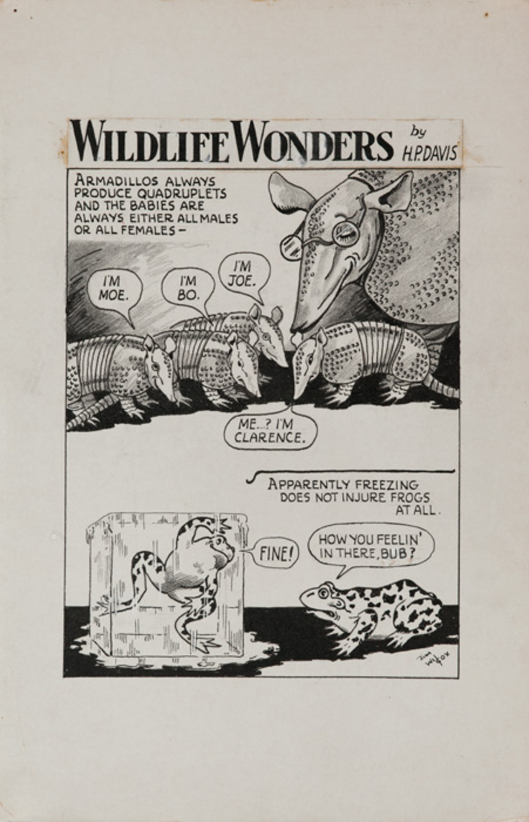 Wildlife Wonders by HP Davis, Original Cartoon Artwork, Armadillo