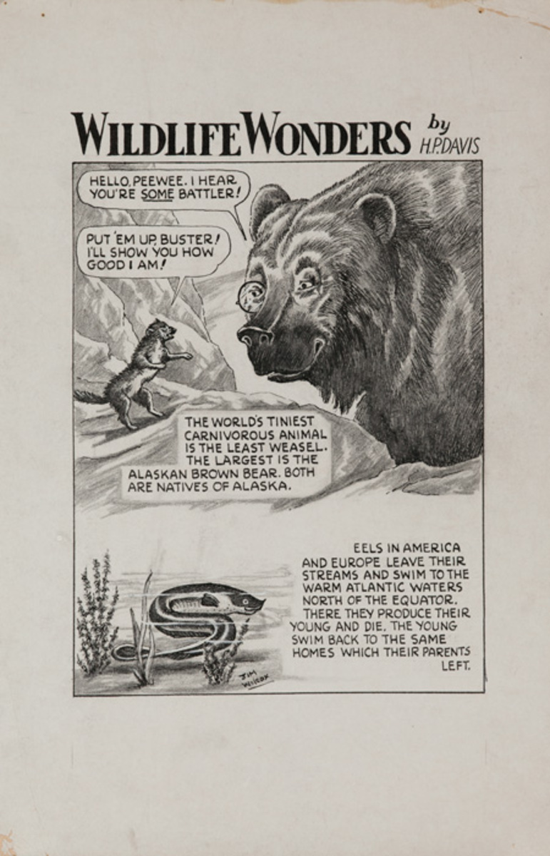 Wildlife Wonders by HP Davis, Weasle and Brown Bear