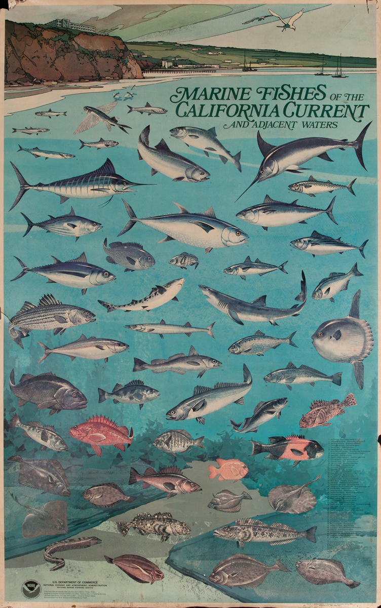 NOAA Marine Fishes of The California Current Poster, US Department of Commerce National Oceanic and Atmospheric Admninstration Poster