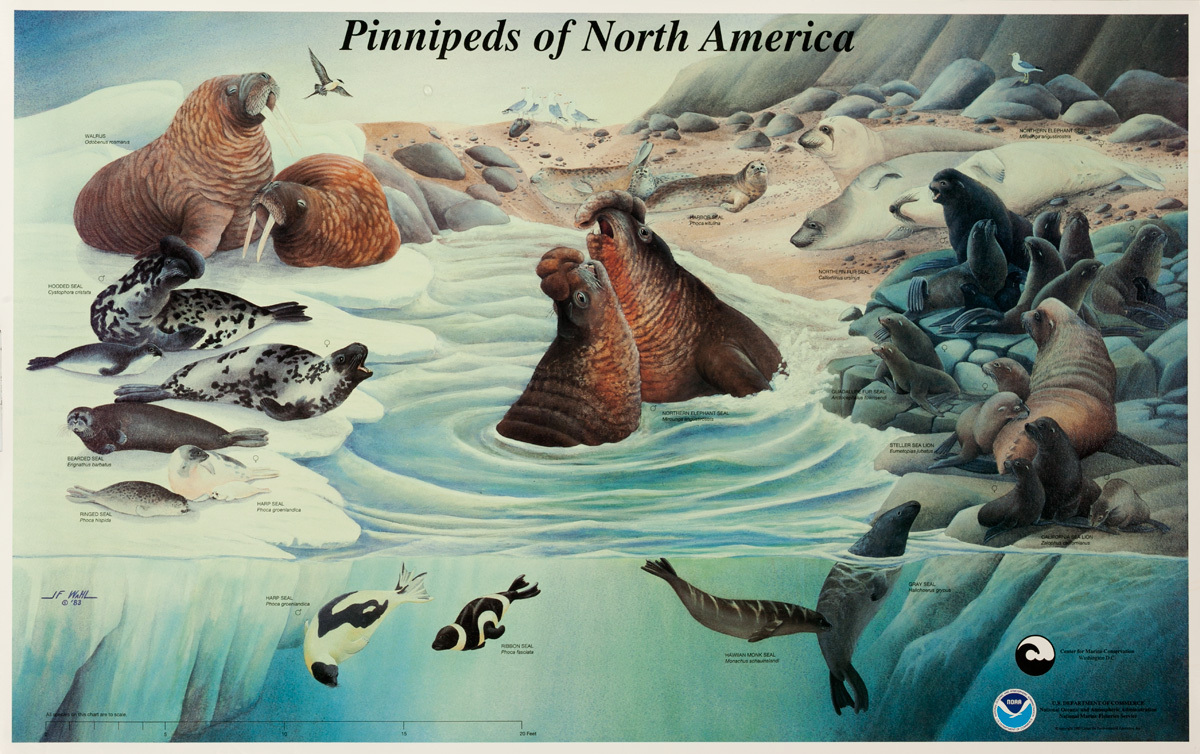 NOAA Pinnipeds of North America, Original US Department of Commerce National Oceanic and Atmospheric Admninstration Poster