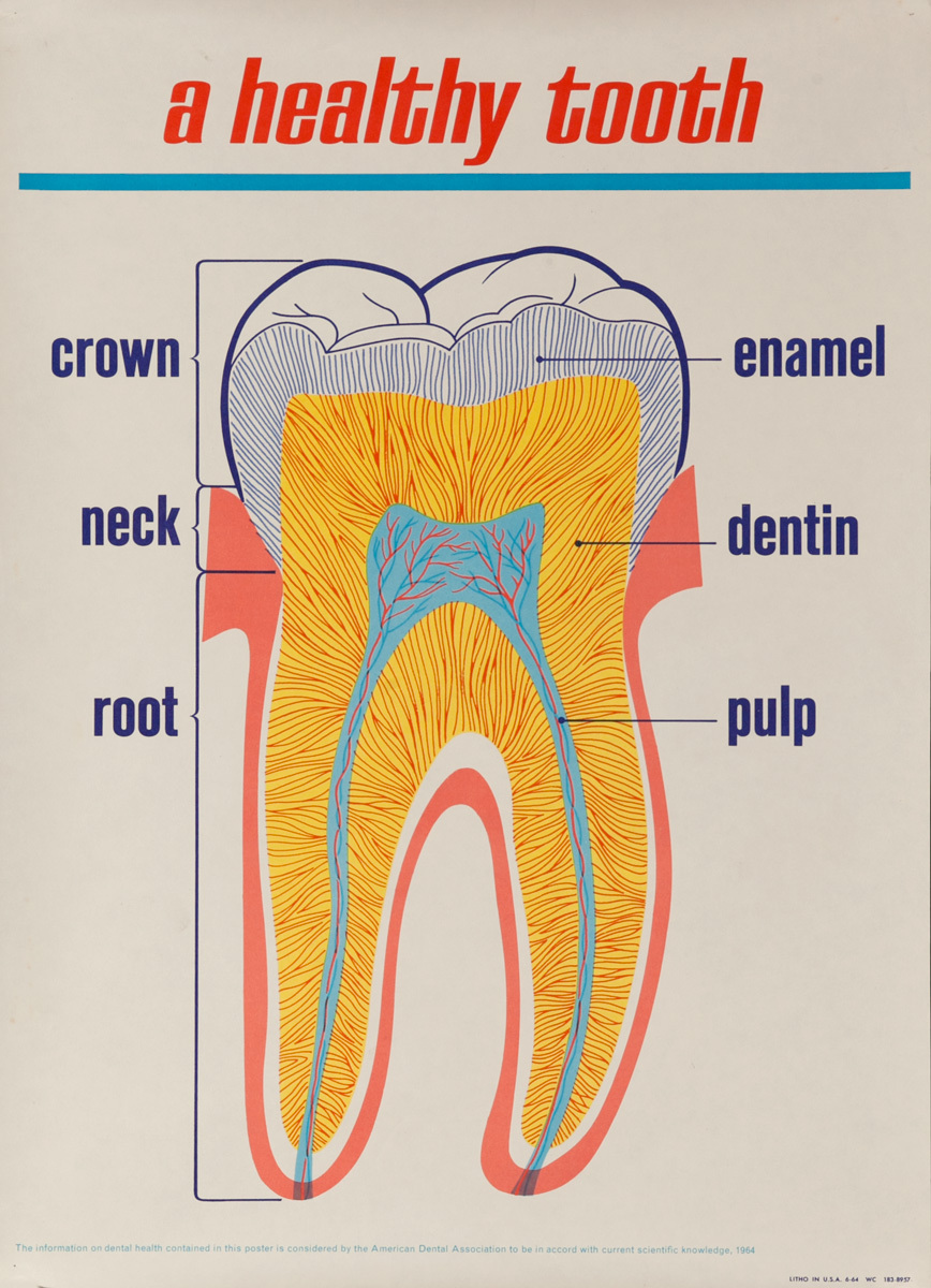 A Healthy Tooth, Original ADA American Dental Association Poster