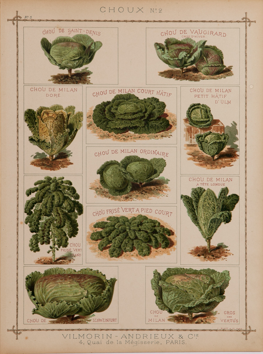Vilmorin Andrieux & Cie Original French Produce Print, Choux No 2, Cabbage