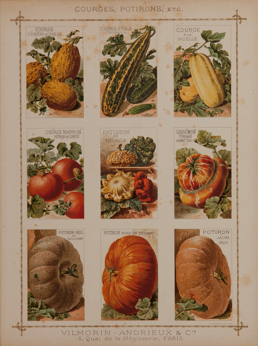Vilmorin Andrieux & Cie Original French Produce Print, Courges, Potirons, Etc, Squash and Gourds