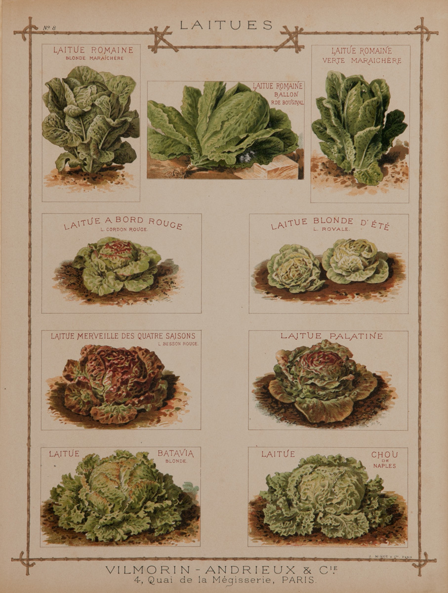 Vilmorin Andrieux & Cie Original French Produce Print, Laitues, Lettuce
