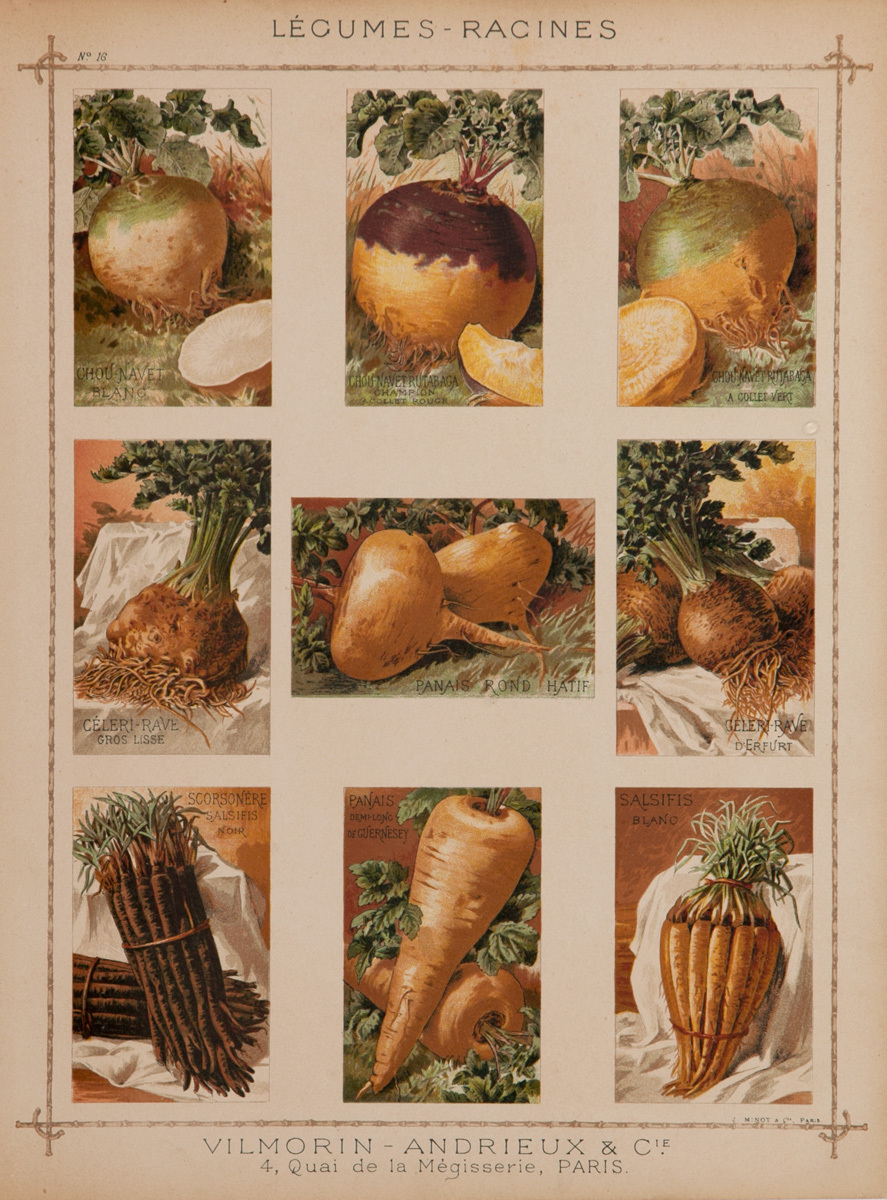 Vilmorin Andrieux & Cie Original French Produce Print, Legumes Racines, Root Vegetables