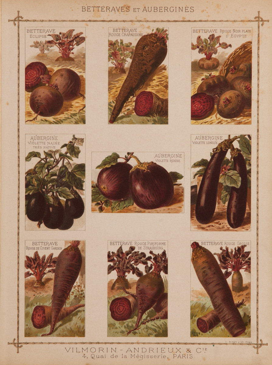Vilmorin Andrieux & Cie Original French Produce Print, Betteraves et Aubergines, Beets and Eggplants