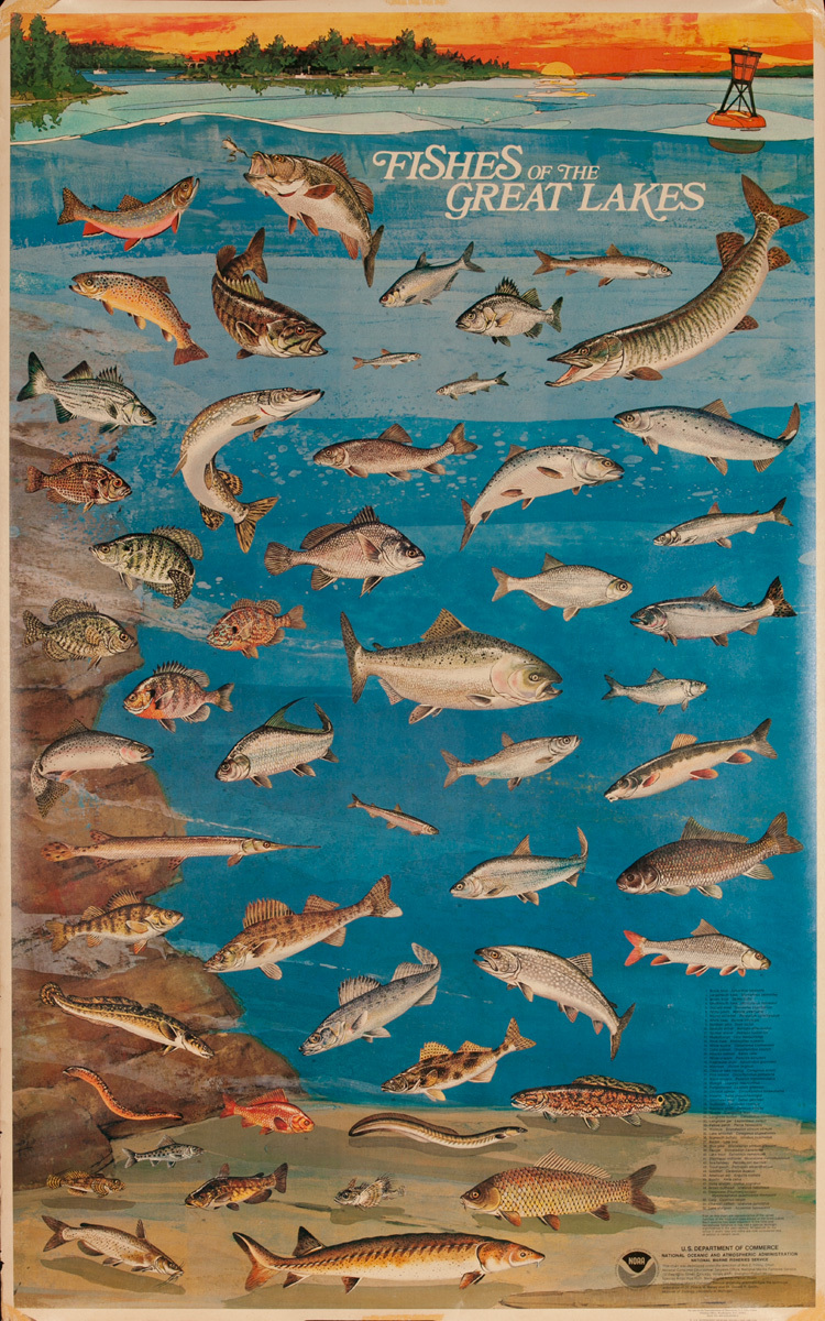 NOAA Fishes of the Great Lakes, Original US Department of Commerce National Oceanic and Atmospheric Admninstration Poster, large size