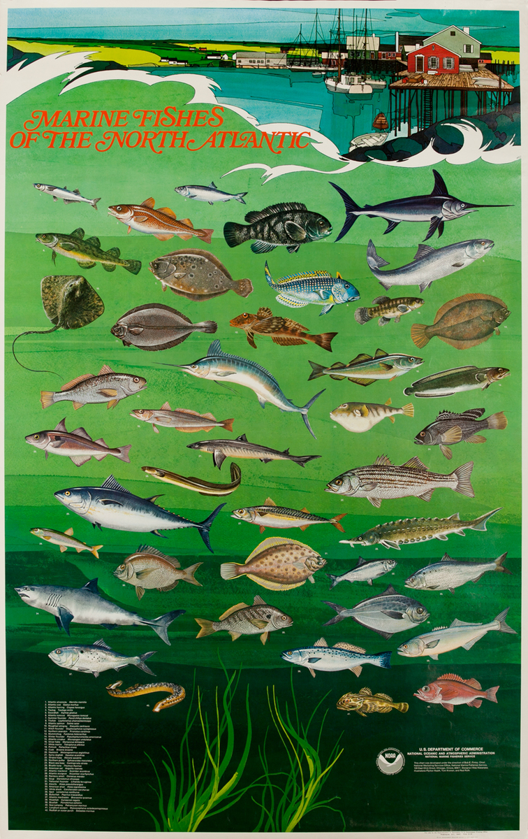 NOAA Marine Fishes of The North Atlantic Poster, Original US Department of Commerce National Oceanic and Atmospheric Admninstration Poster