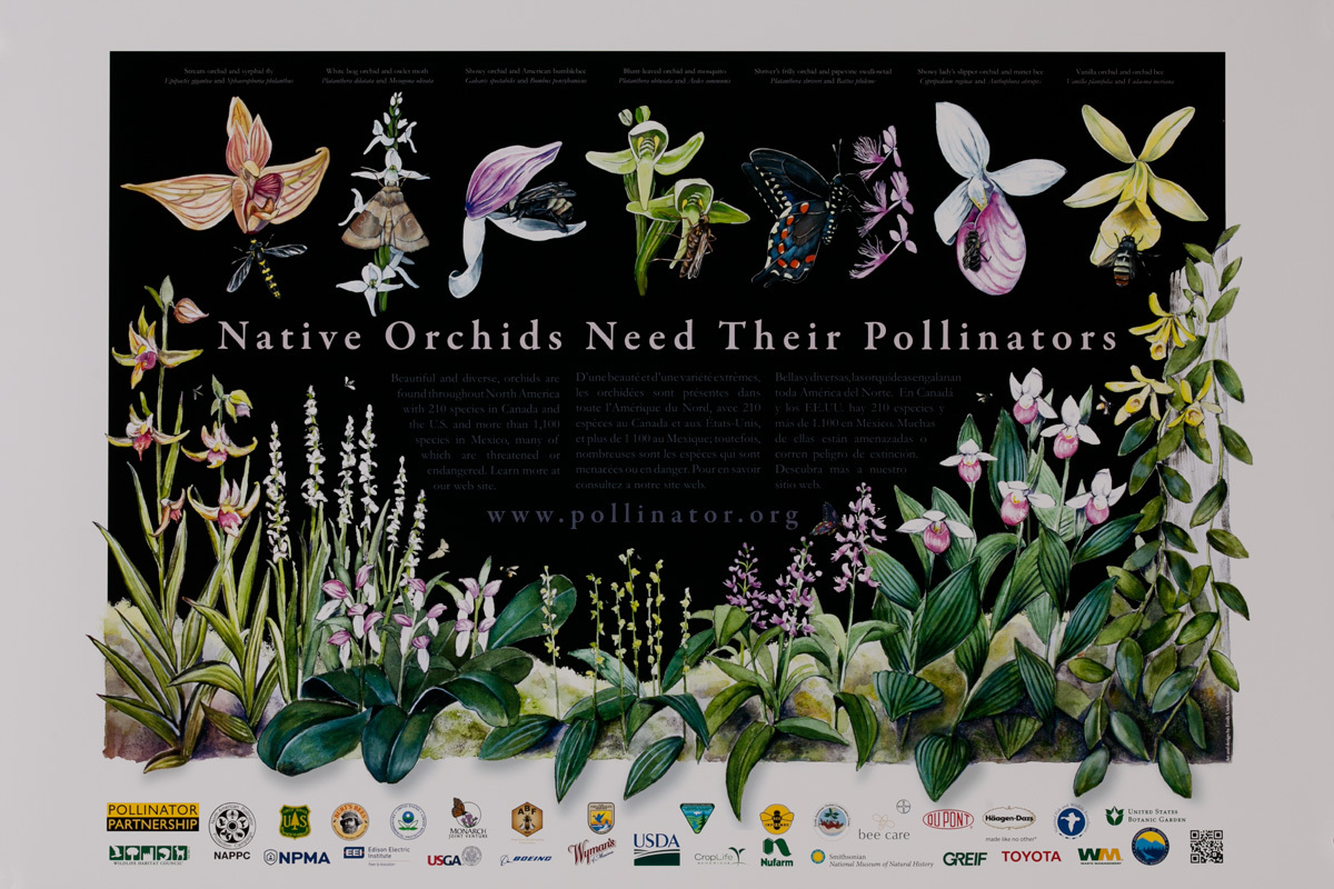Native Orchids Need Their Pollinators, Original USDA Poster