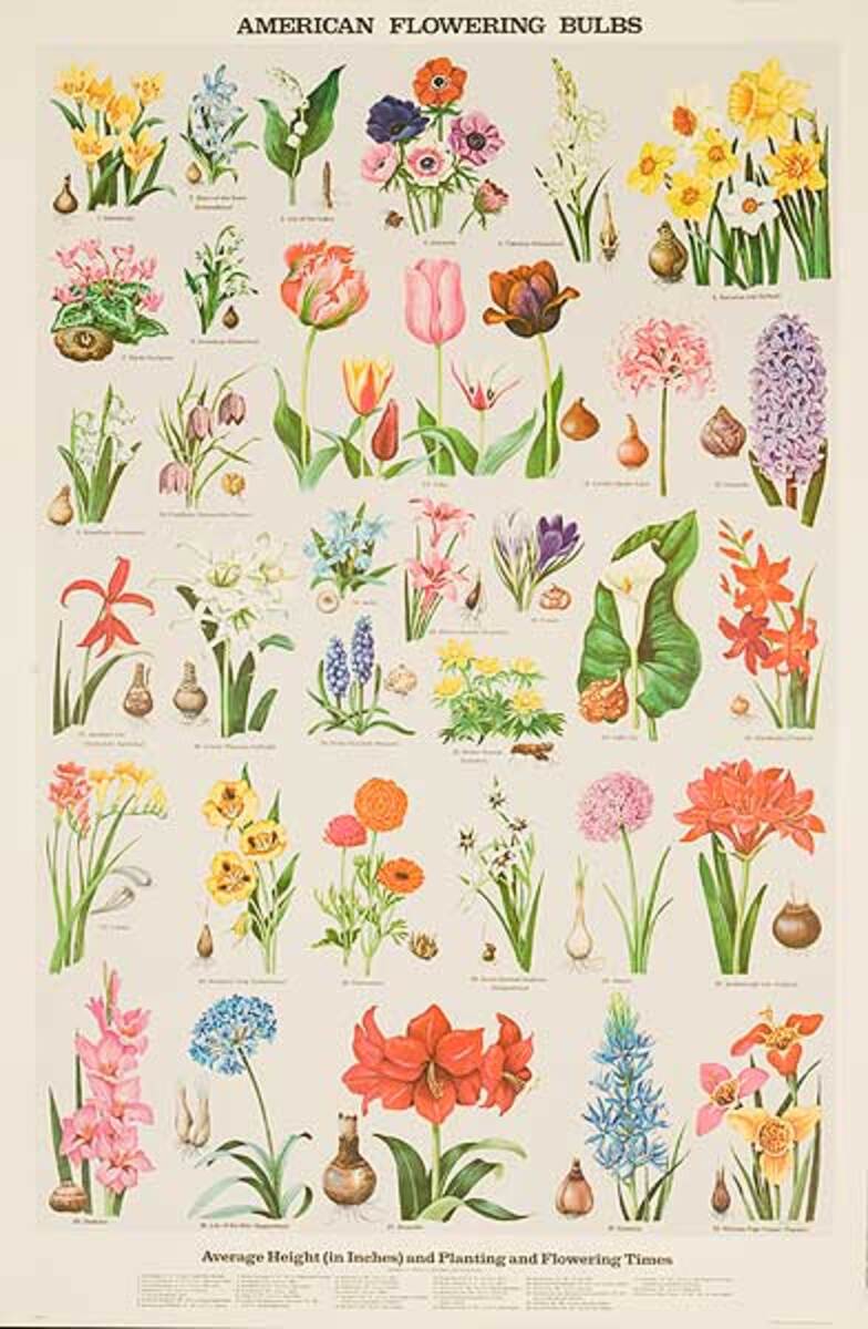 American Flowering Bulbs Original Education Poster