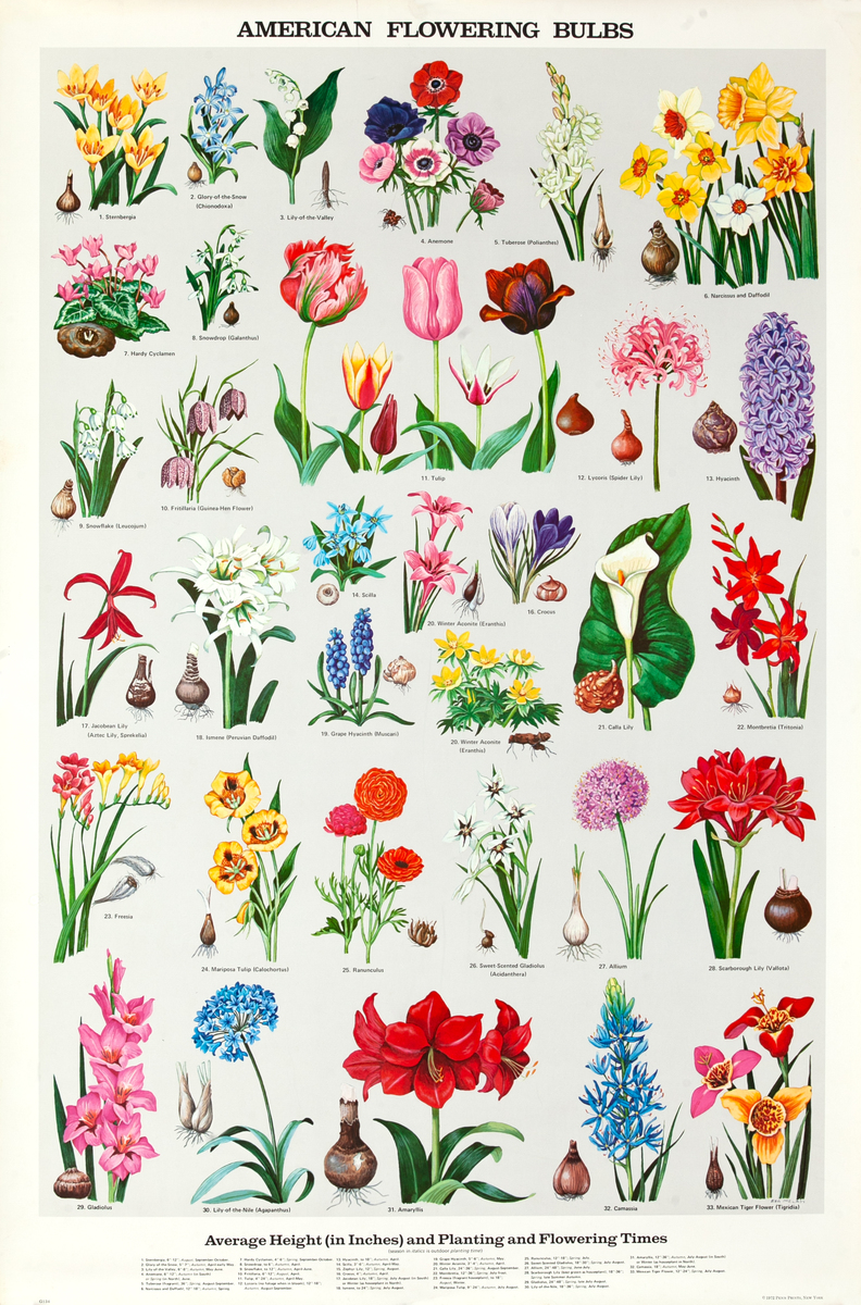 American Flowering Bulbs Original Education Poster