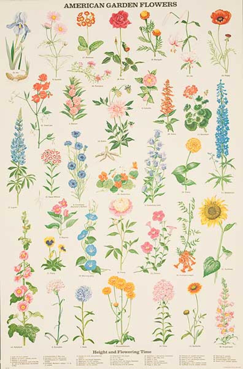 American Garden Flowers Original Education Poster