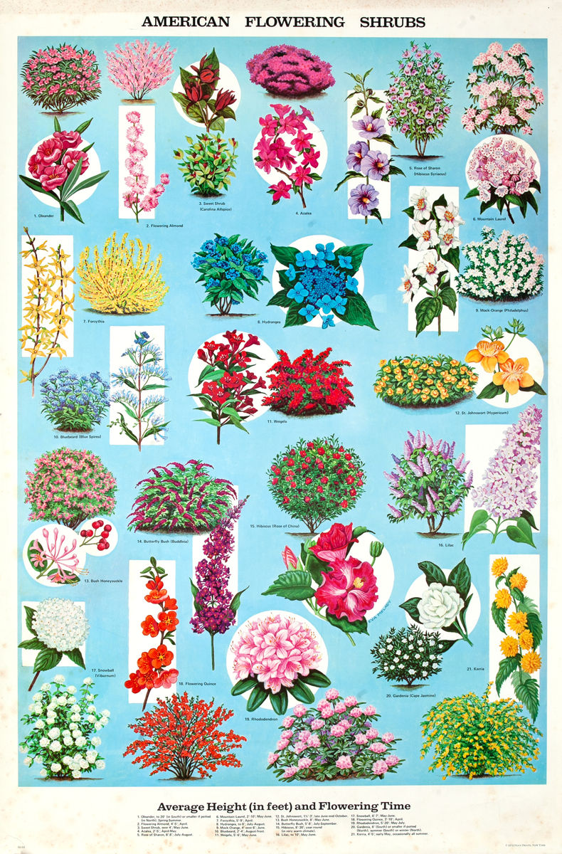 American Flowering Shrubs Original Education Poster