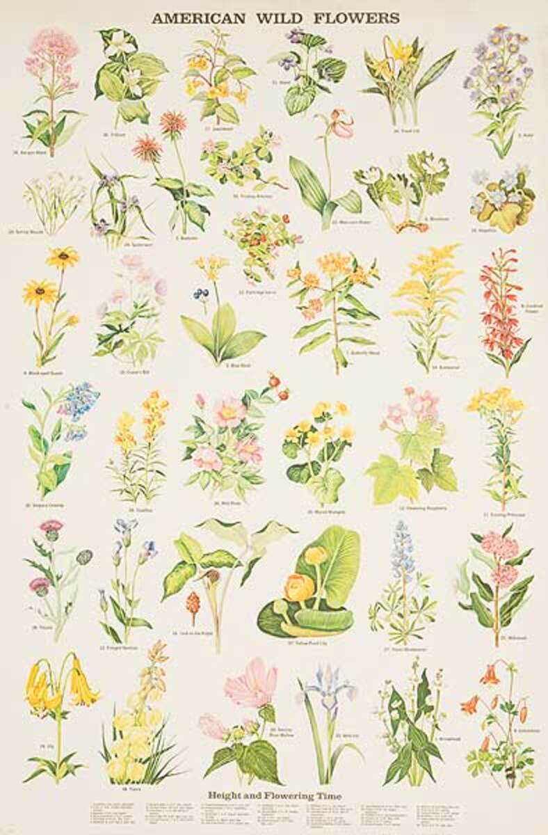 American Wild Flowers Original Education Poster