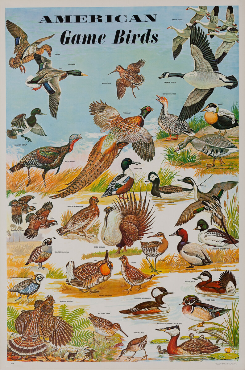 American Game Birds Original Education Poster