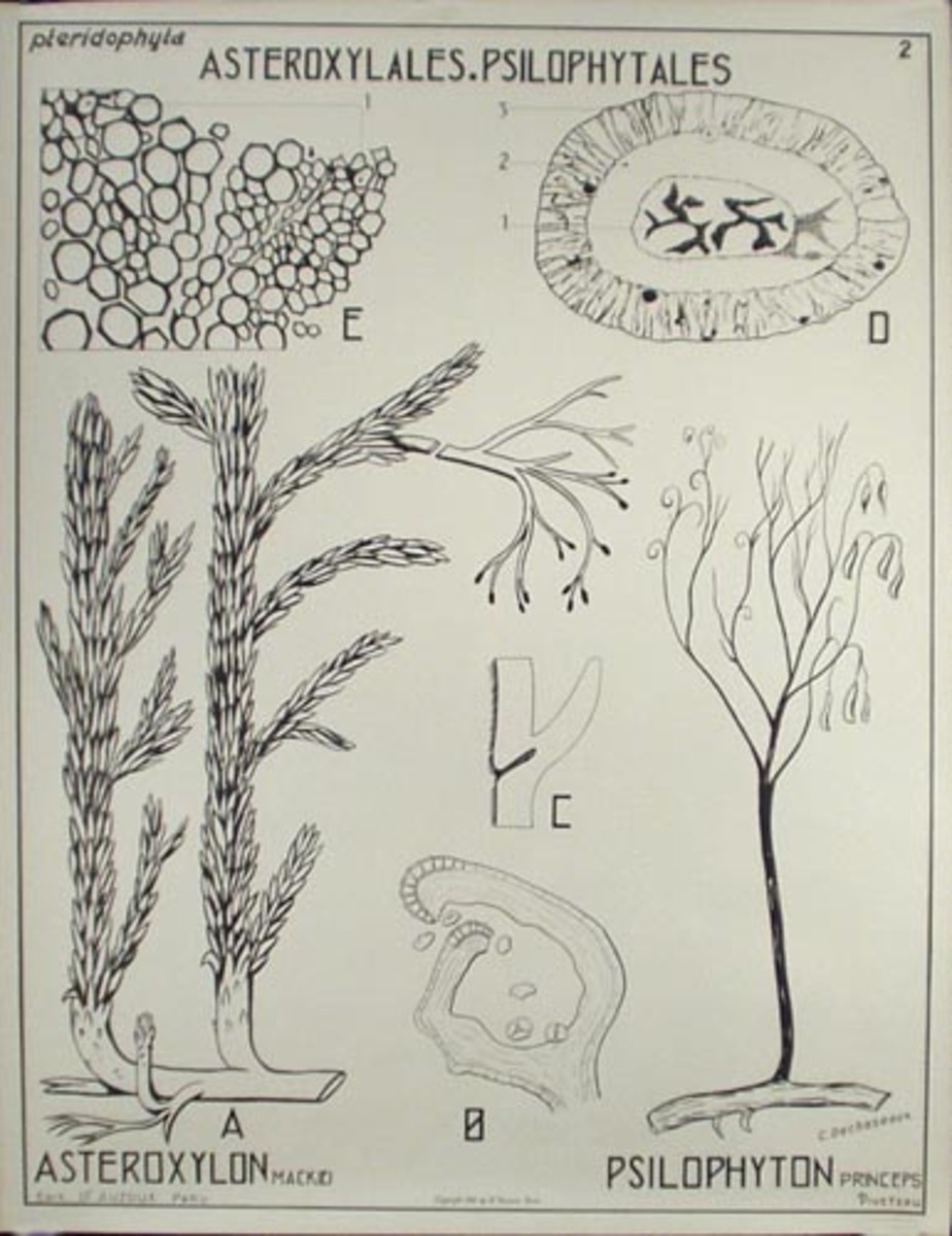 French School Botanical Chart Asteroxylales, Psilophytales