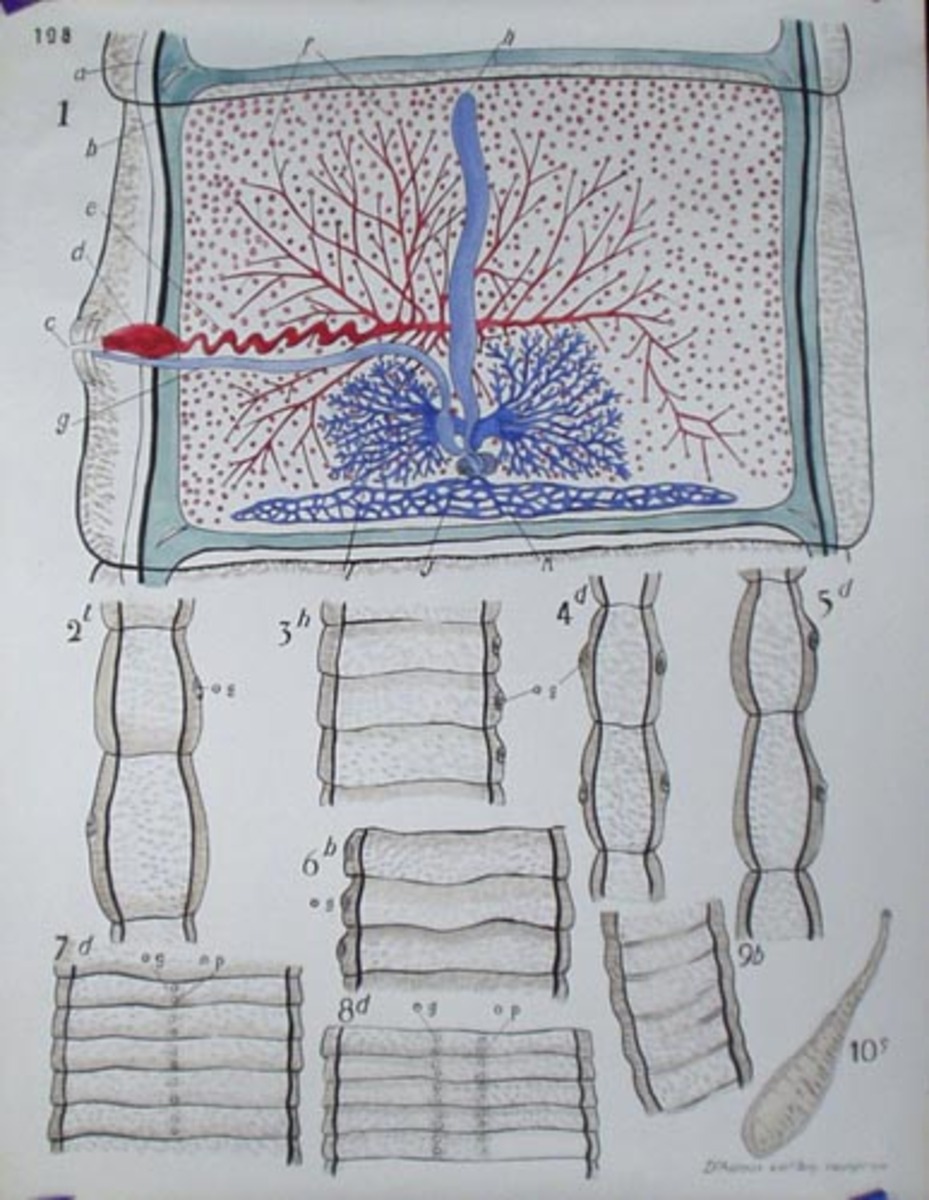 French School Botanical Chart Cell Wall