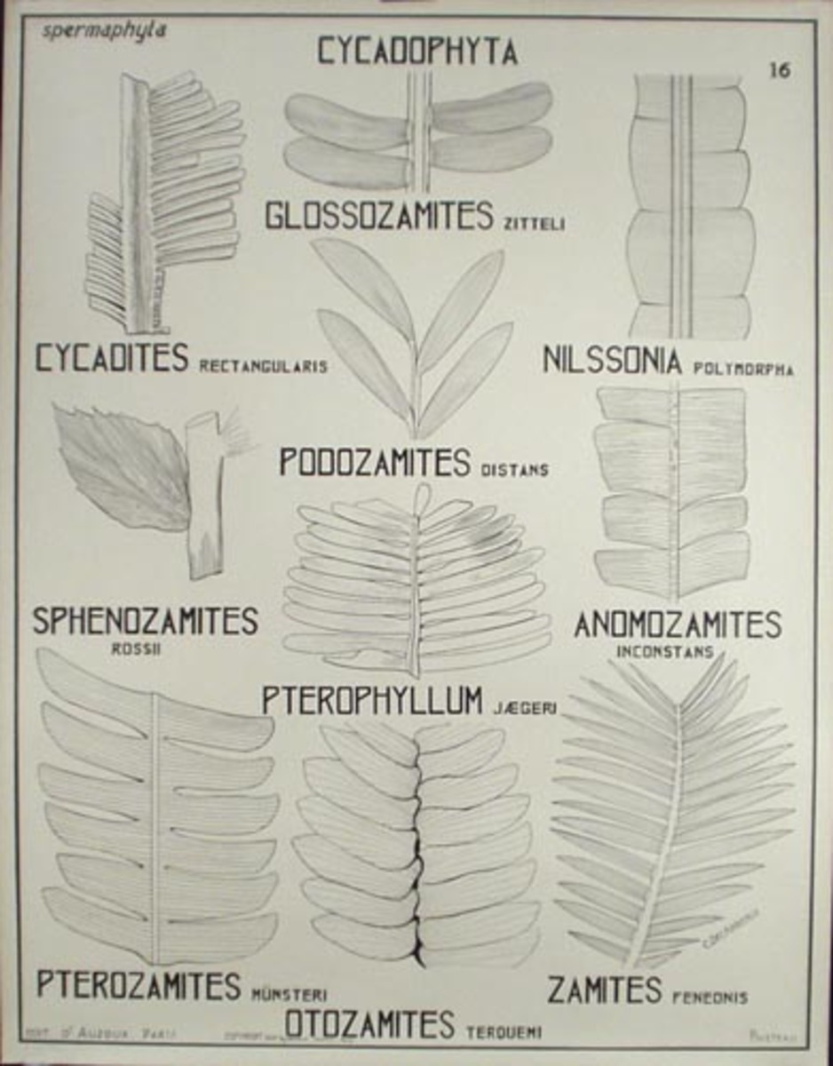 French School Botanical Chart Cycadophyta