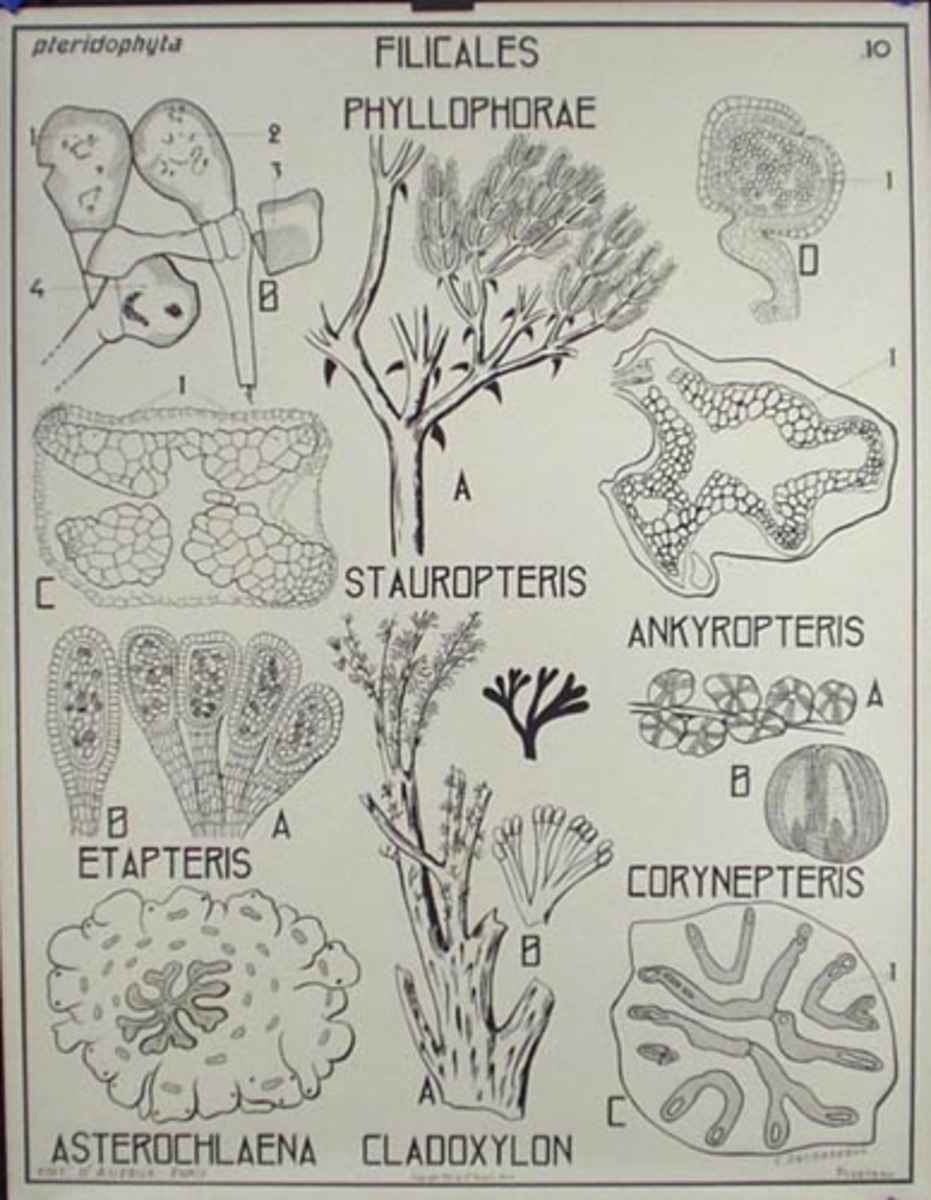 French School Botanical Chart Filicales Phyllophorae
