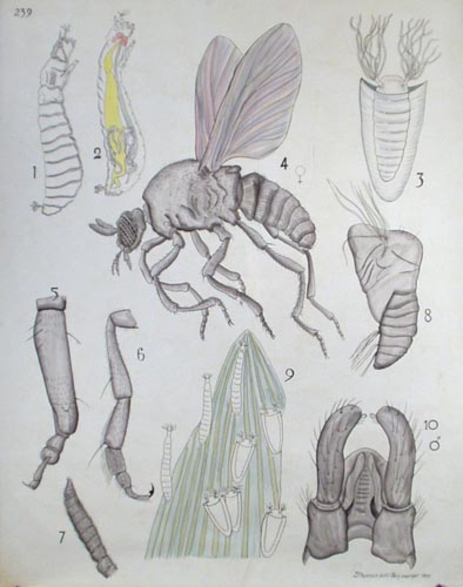 French School Biological Chart Insect Fly