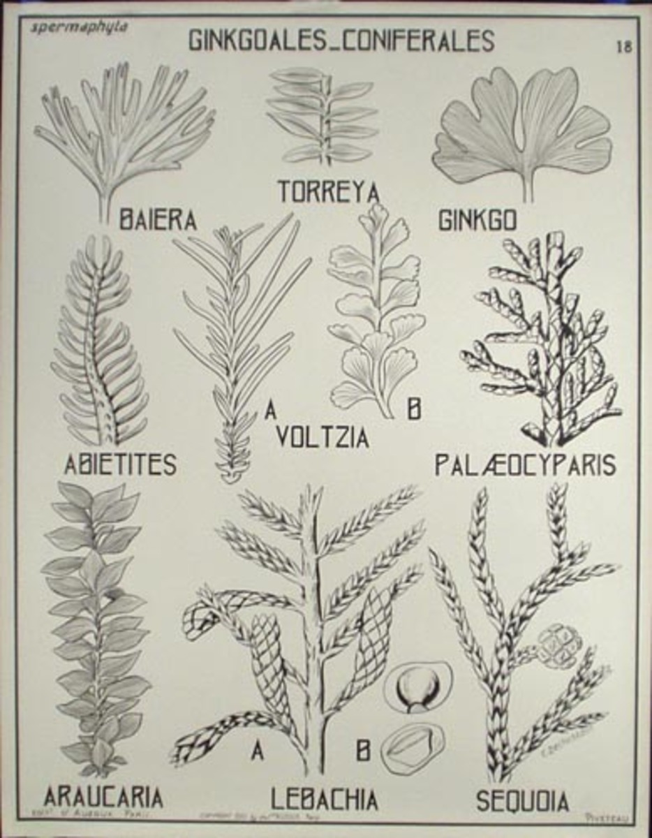 French School Botanical Chart Ginkoales Coniferales