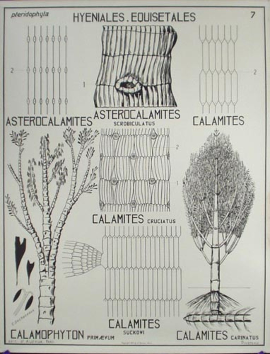French School Botanical Chart Hyeniales Equisetales