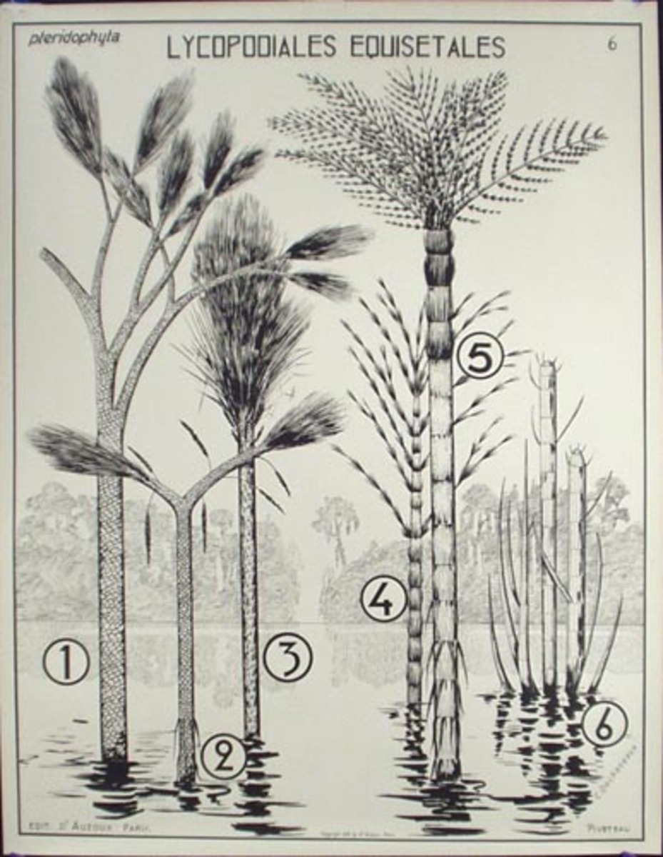 French School Botanical Chart Lycopodiales Equisetales