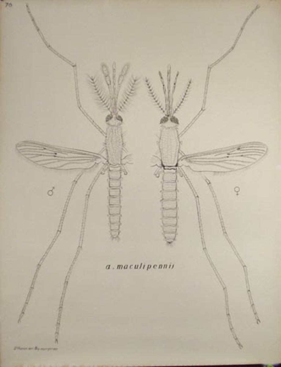 French School Biological Chart Mosquito male female
