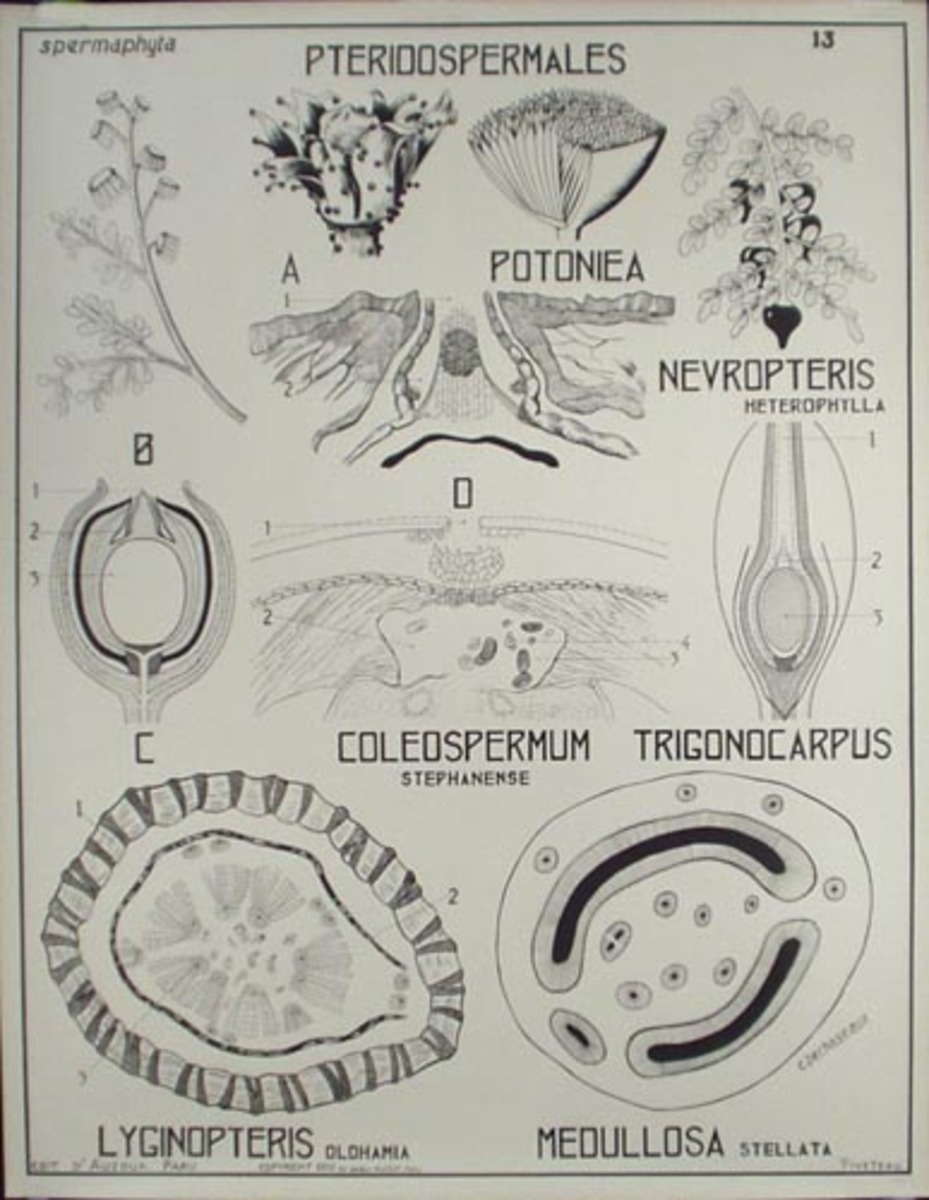 French School Botanical Chart Pteridospermales