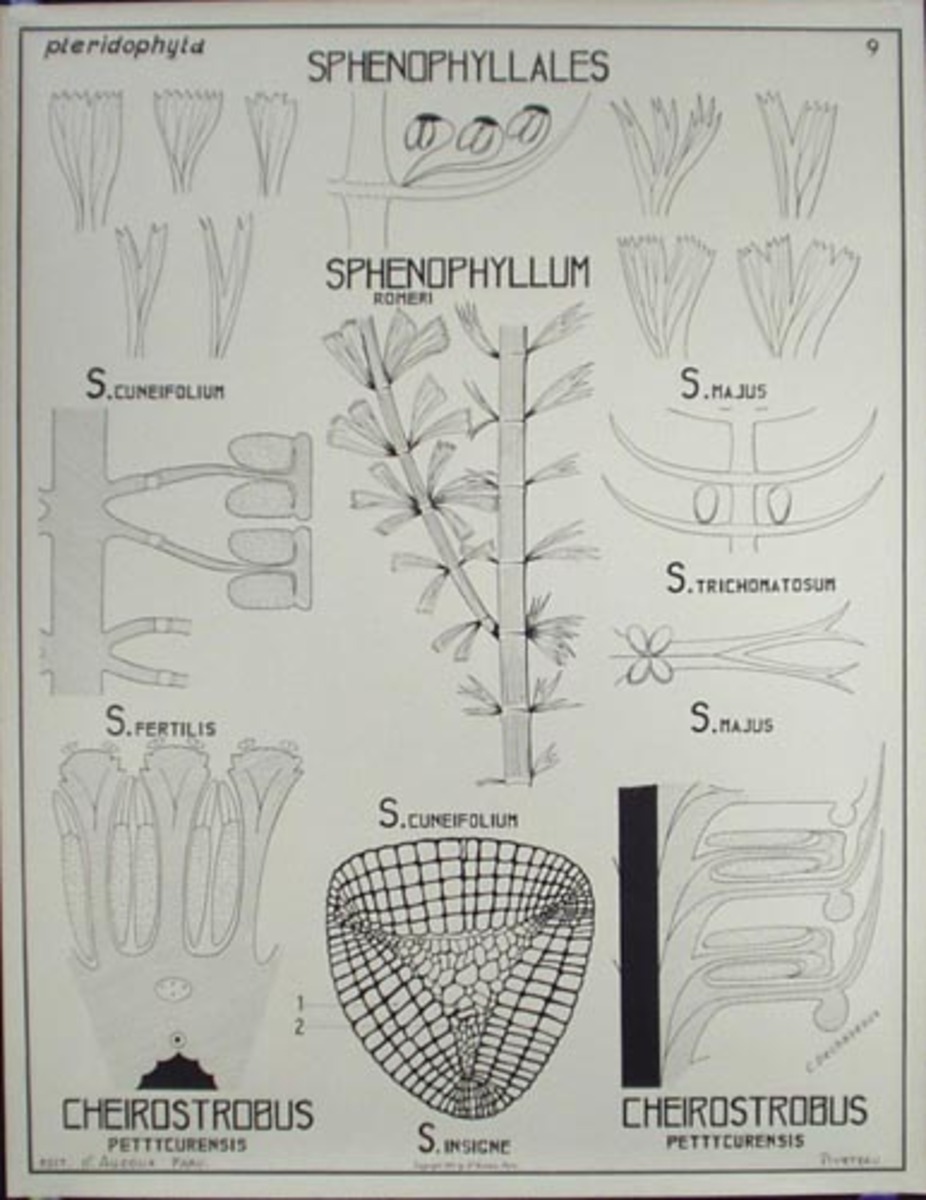 French School Botanical Chart Sphenophyllales