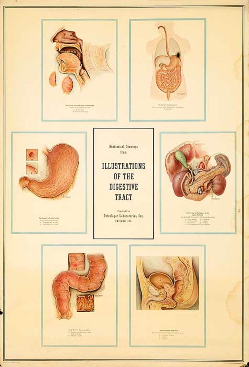 Petrolagar Laboratories Medical Chart Illustrations of the Digestive Tract