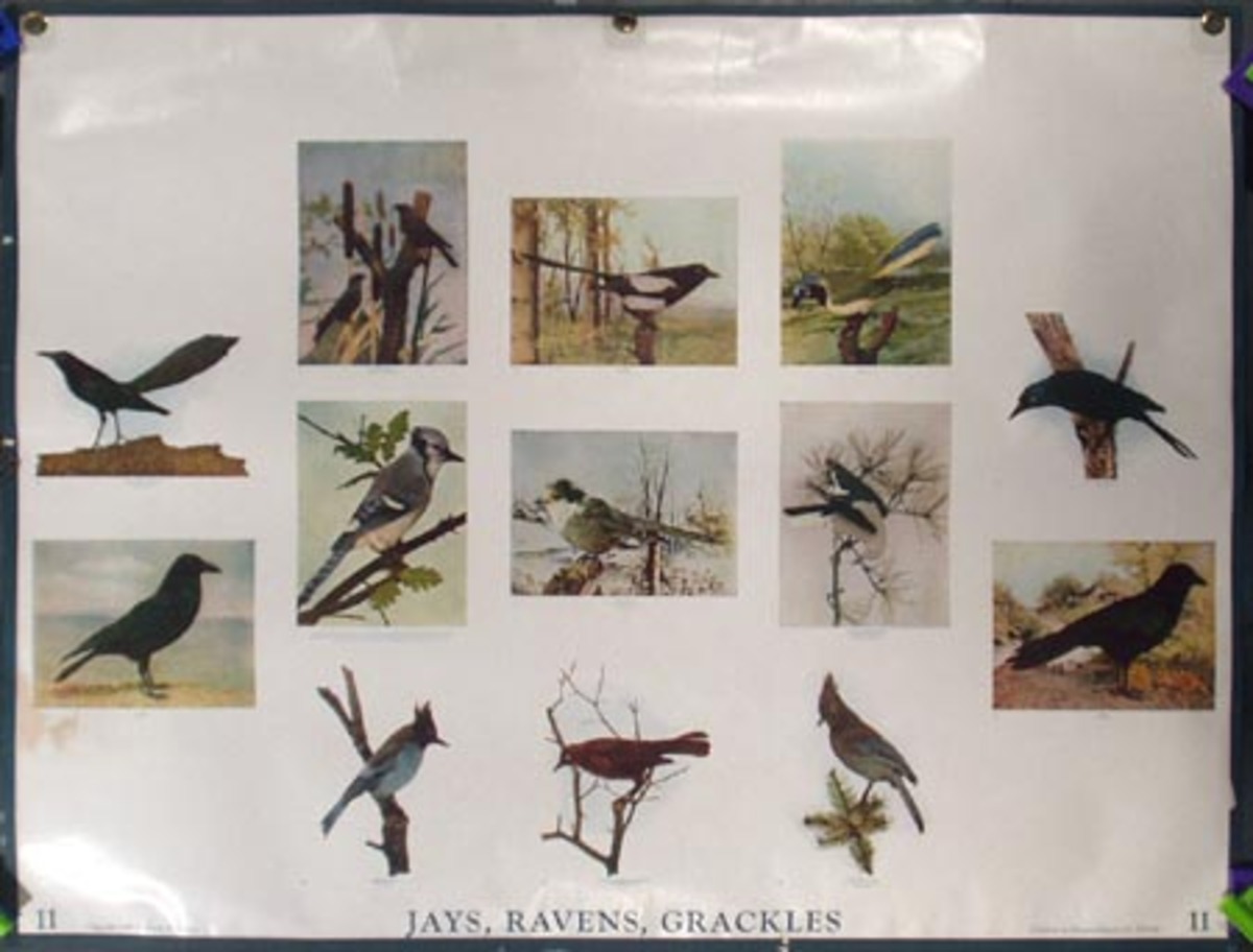 Original School Educational Vintage Poster #11 Jays Ravens Grackles