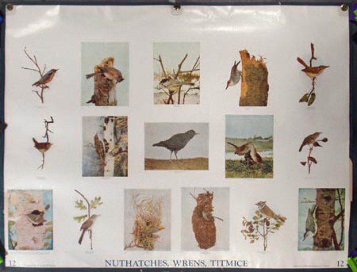 Original School Educational Poster #12 Nuthatches, Wrens Titmice