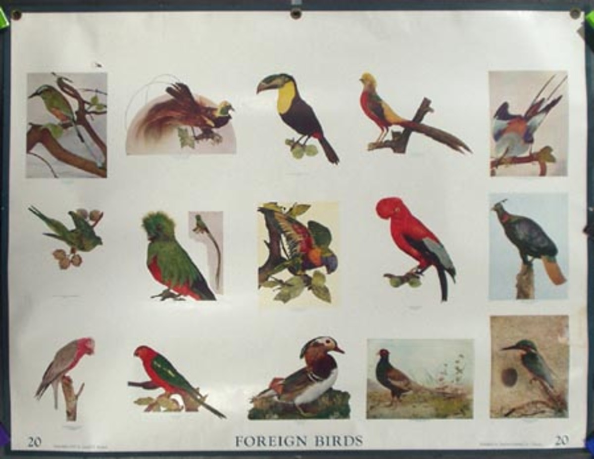 Original School Educational Vintage Poster #20 Foreign Birds