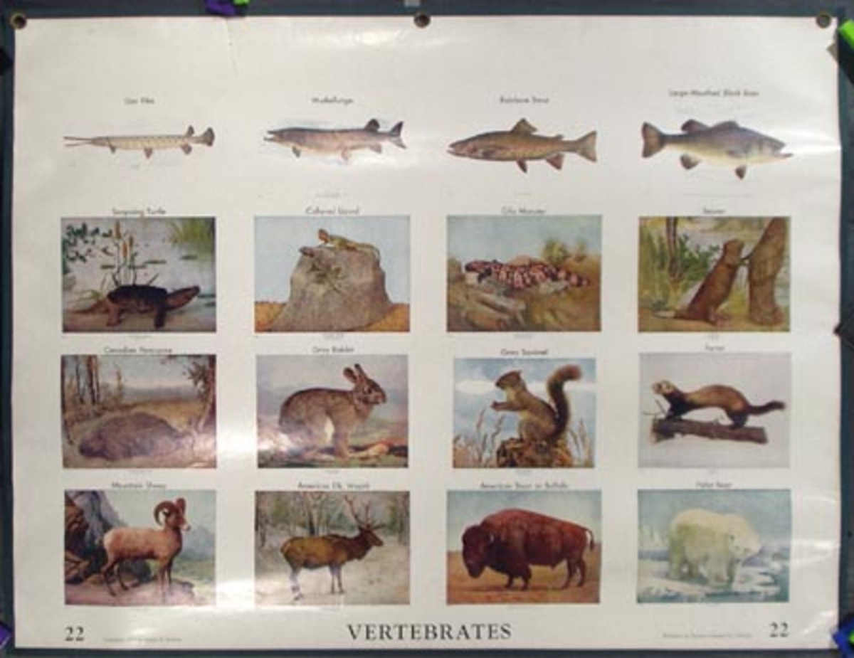 Original School Educational Vintage Poster #22 Vertebrates