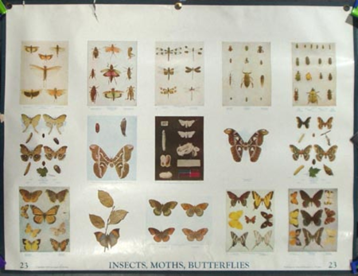 Original School Educational Vintage Poster #23 Insects, Moths, Butterflies