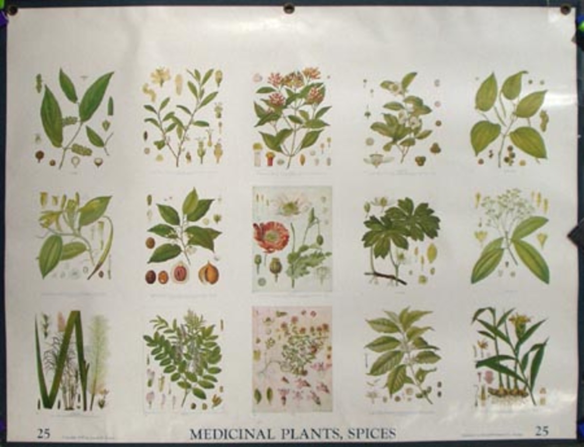 Original School Educational Vintage Poster #25 Medicinal Plants, Spices