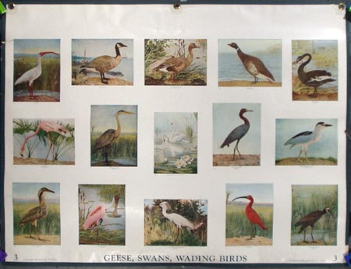 Original School Educational Vintage Poster #3 Geese, Swans, Wading Birds