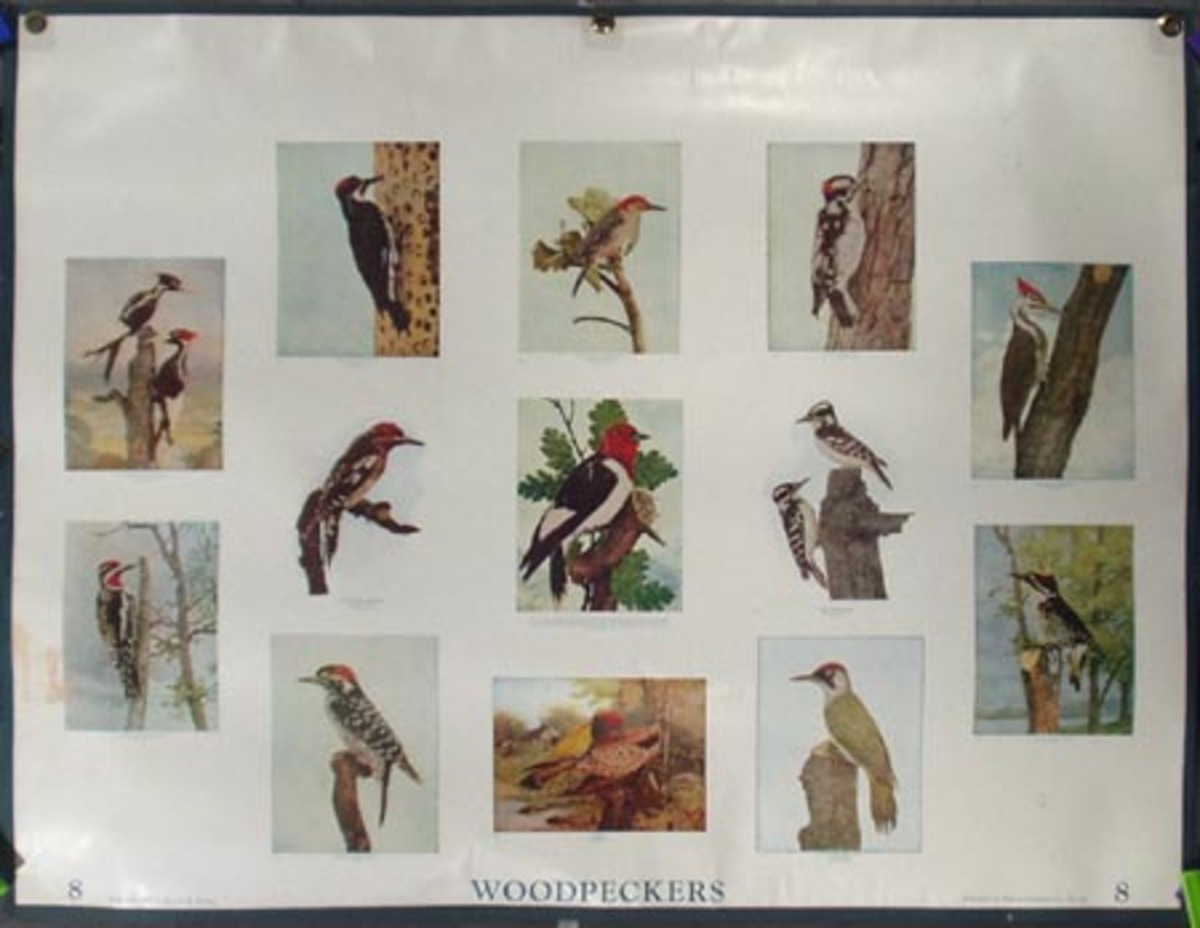 Original School Educational Vintage Poster #8 Woodpeckers