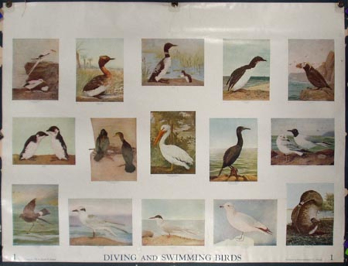 Original School Educational Vintage Poster #1 Diving and Swimming Birds