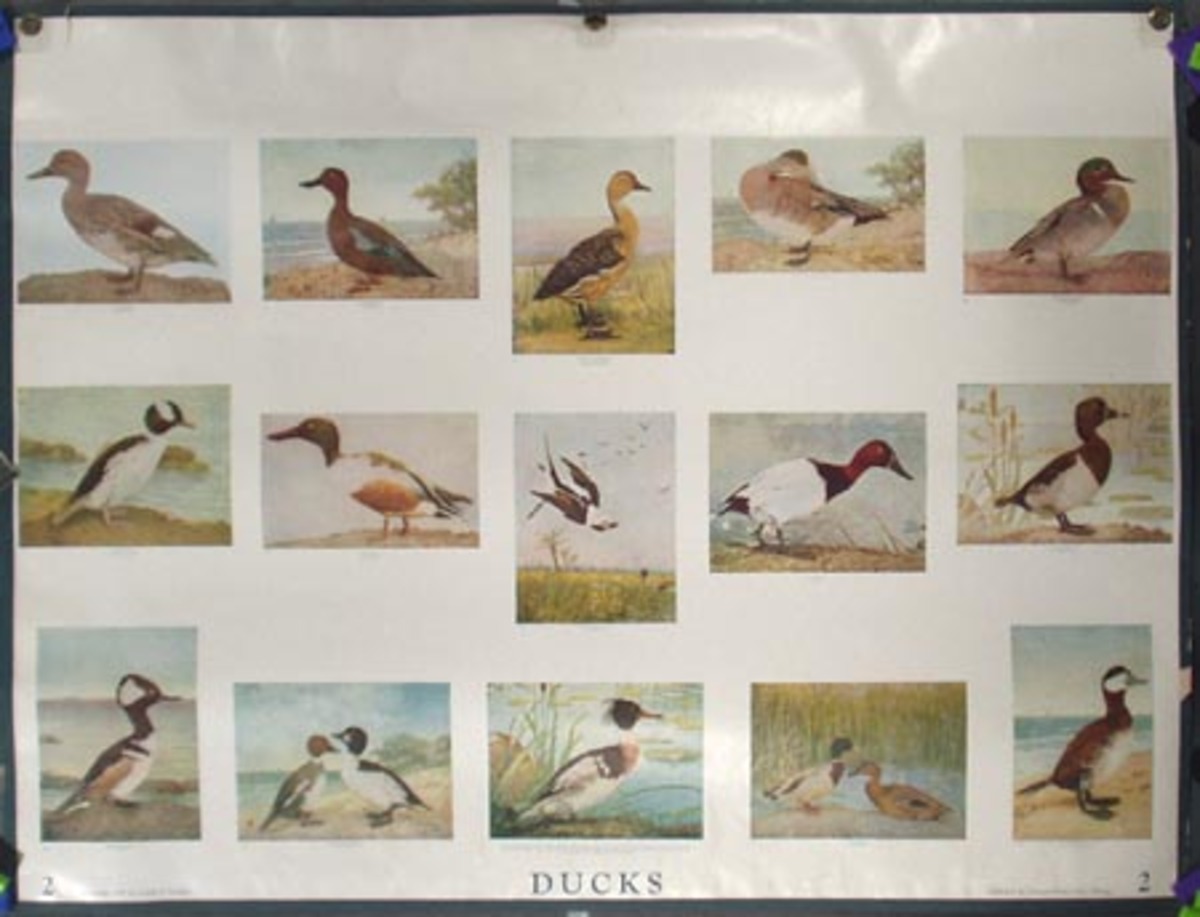 Original School Educational Vintage Poster #2 Ducks