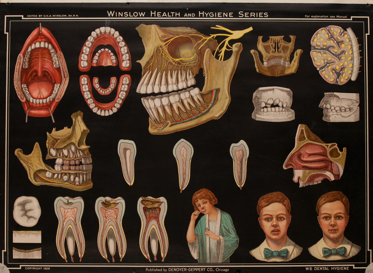 Winslow Health and Hygiene Series Poster, W6 Dental Hygiene